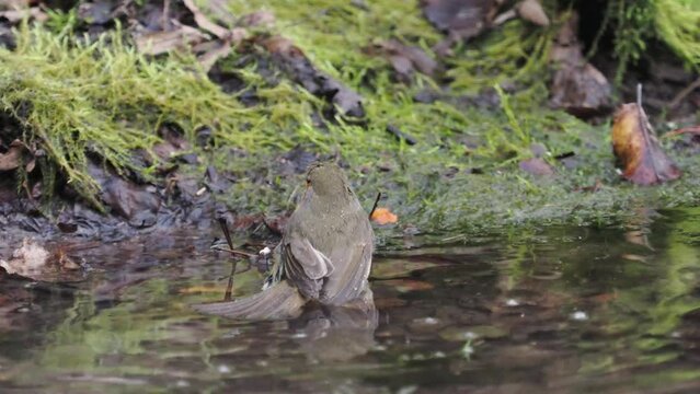 Robin (Erithacus rubecula), bathing, taking a bath on the pond
