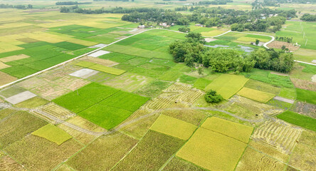 greenland bangladesh landscape aerial photo - green  tree in the field aerial best photo