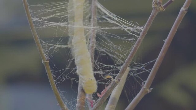 Close up view of silkworm eating mulberry leaves. (time-lapse)