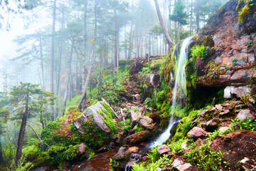 waterfall in foggy forest surrounded of moss and grass, mexiquillo durango 