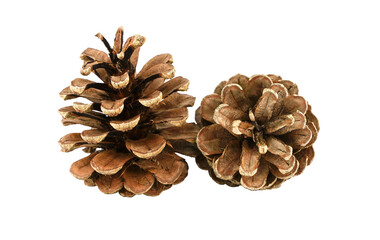Two pine cones isolated on white background