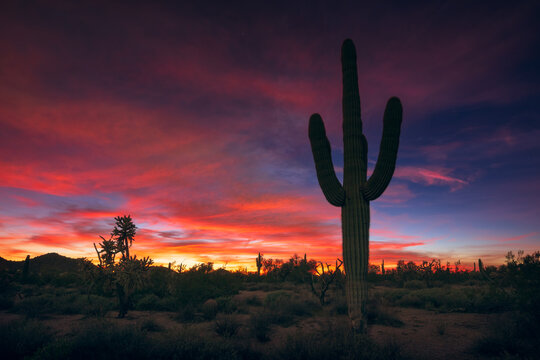 Arizona desert sunset with Saguaro Cactus
