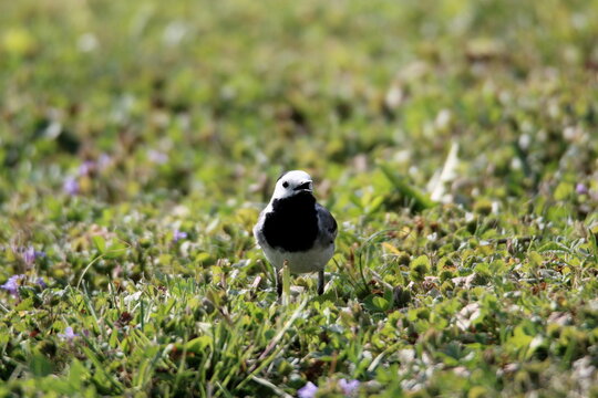 La bergeronnette au jardin