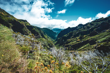 Beautiful mountain flora from the hiking trail to Pico Ruivo in the morning. Pico do Arieiro,...