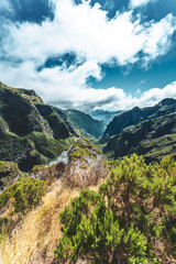 Beautiful mountain flora from the hiking trail to Pico Ruivo in the morning. Pico do Arieiro, Madeira Island, Portugal, Europe.