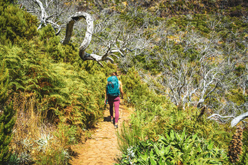 Woman hiker with backpack walking through a forest of dead trees at noon. Verade do Pico Ruivo,...