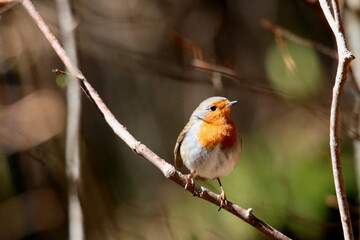 Rouge-gorge sur sa branche