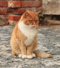 Close up red cat near old wall as love animals collection