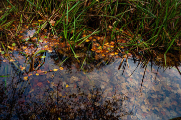 V&eacute;g&eacute;tation au bord de l'eau