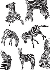 Fototapeta na wymiar Graphical vertical pattern with zebra , stylish cover for for fabric, postcards, wallpapers,graphical vector illustration