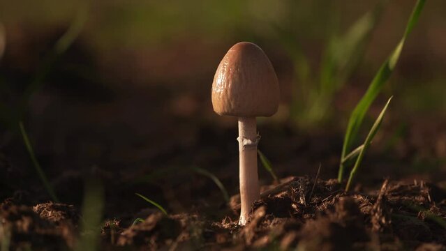 A small mushroom as the sunlight slowly fades out - The Egghead Mottlegill (Panaeolus semiovatus)
