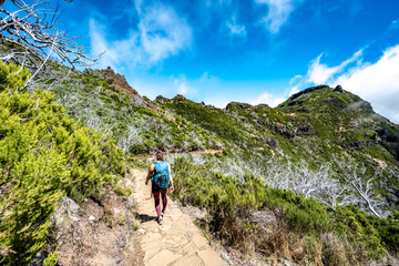 Hiker with backpack walking through a scenic forest of dead trees in the afternoon. Verade do Pico Ruivo, Madeira Island, Portugal, Europe.