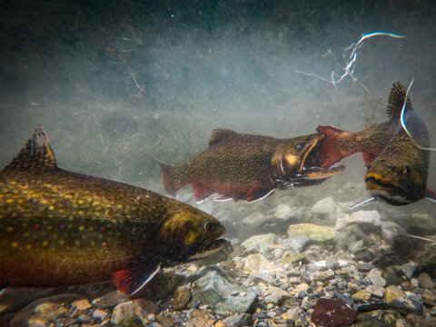 Fighting and biting brook trout in spawning season that looks like a painting.