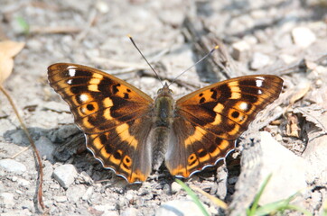 Obraz premium Belle dame