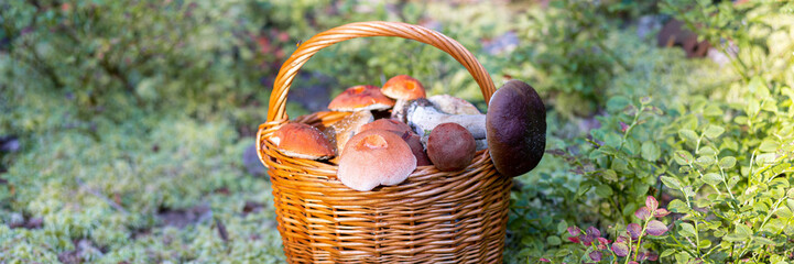 Forest mushroom boletus, cep, porcini, chanterelle collected in a wooden wicker basket. Late summer...