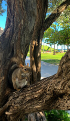 A squirrel is eating