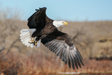 Eagle - Fishing