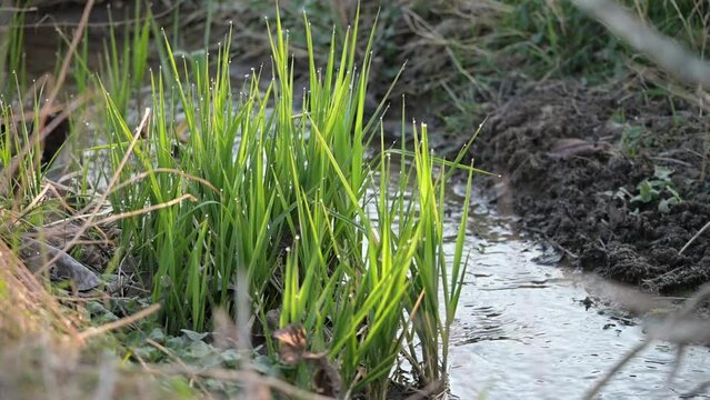 Kleiner Wasserablauf nach einem Hochwasser mit gr&uuml;nem Gras