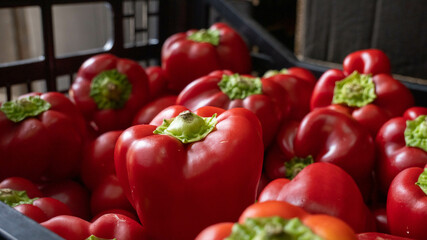 group of red bell peppers closeup on a greengrocery