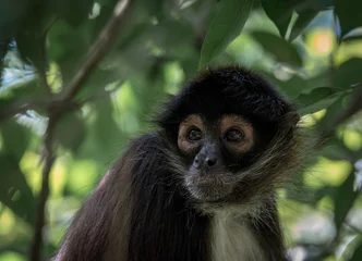 Foto op Canvas Spider monkey close up in the tropical forest surrounded by green leaves on a sunny afternoon with blurry exotic background in the Yucatan peninsula  © Cualera