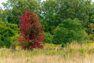 Maple Tree In Fall Color Growing Along The Trail