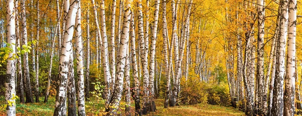 Photo sur Plexiglas Bouleau Birch grove on sunny autumn day, beautiful landscape through foliage and tree trunks, panorama, horizontal banner