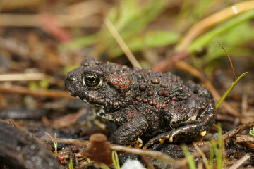 Closeup on a juvenile Western toad , Anaxyrus boreas sitting on green moss