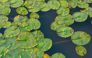Top view of water lilies on the surface of the pond. Natural texture with aquatic plants as a background for design development