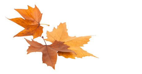Naklejka na ściany i meble Autumn maple leaves isolated on white background.
