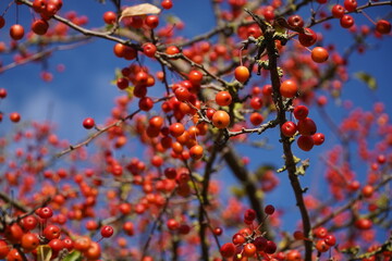 Fruits of Red Sentinel apple (ruber custos) hanging on the tree in November, also known as red Christmas apple. Edible decorative apple with small fruits against a bright blue sky. Hannover, Germany 
