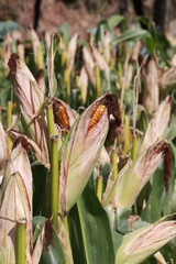 Espigas de milho no campo