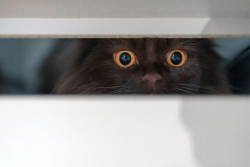 Scottish straight cat hiding in the closet.