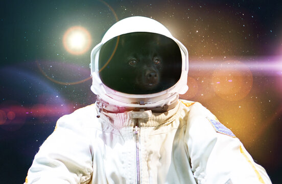Dog in an astronauts spacesuit in outer space.