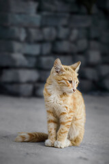 yellow stray cat and blur wall background