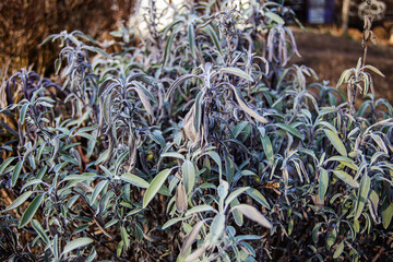 Salvia divinorum , sage of the diviners, ska mar a pastora, seer's sage, yerba de la pastora, just salvia Dry leaves after frost.. Sage leaves close-up. Spicy plants on the bed. - obrazy, fototapety, plakaty