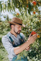 Man harvesting at peach garden