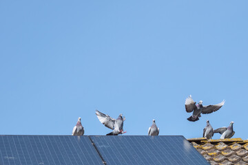 A group of homing pigeons on the ridge of a roof with solar panesls