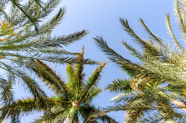 Obraz na płótnie Canvas tropical background fresh palm branches
