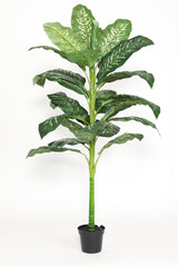 Green plant on white background at the studio