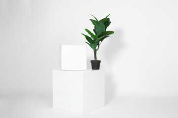 green Plant on a white cube in a studio