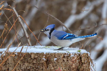 Blue Jay feeding on a peanut while perched on a tree stump 