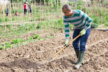 Focused African American working with hoe in kitchen garden, tilling soil before planting...
