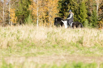 Icelandic horse in open field. Sunny autumn day. Female rider with black helmet.