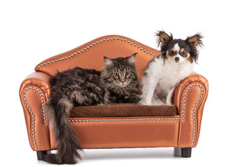 Male Maine coon cat on an sofa with a chihuahua - Powered by Adobe
