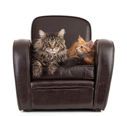 Maine coon cat and his son on an armchair