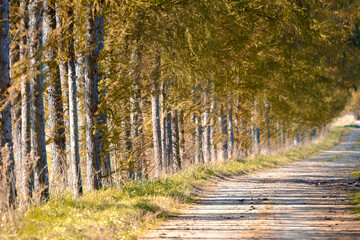 Obraz premium カラ松の紅葉