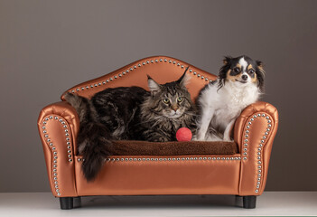 Male Maine coon cat on an sofa with a chihuahua