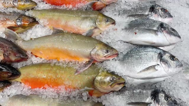 Fresh fish salmon, trout, seabass lie in a row on the ice of the showcase in the supermarket. Carcasses of red tasty fish on the refrigerated counter in the store.