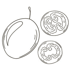 Set of vector illustrations in hand drawn style. Coloring poster with fruits