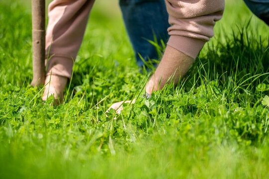 Famer Soil Science In A Field Looking At Plant Growth And Soil Health, Agricultural Agronomy Business